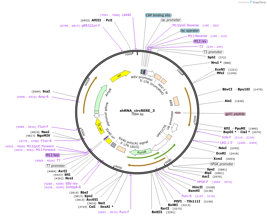 215227-plasmid-map-sequence-id-432738