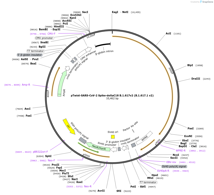 212429-plasmid-map-sequence-id-432769