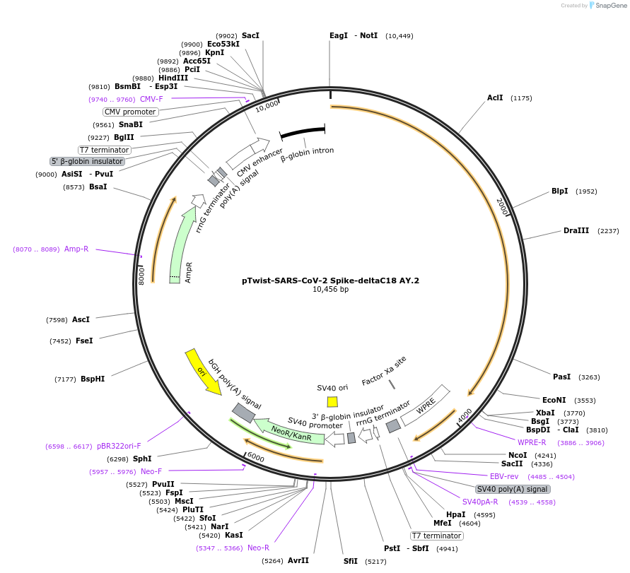 212434-plasmid-map-sequence-id-432772