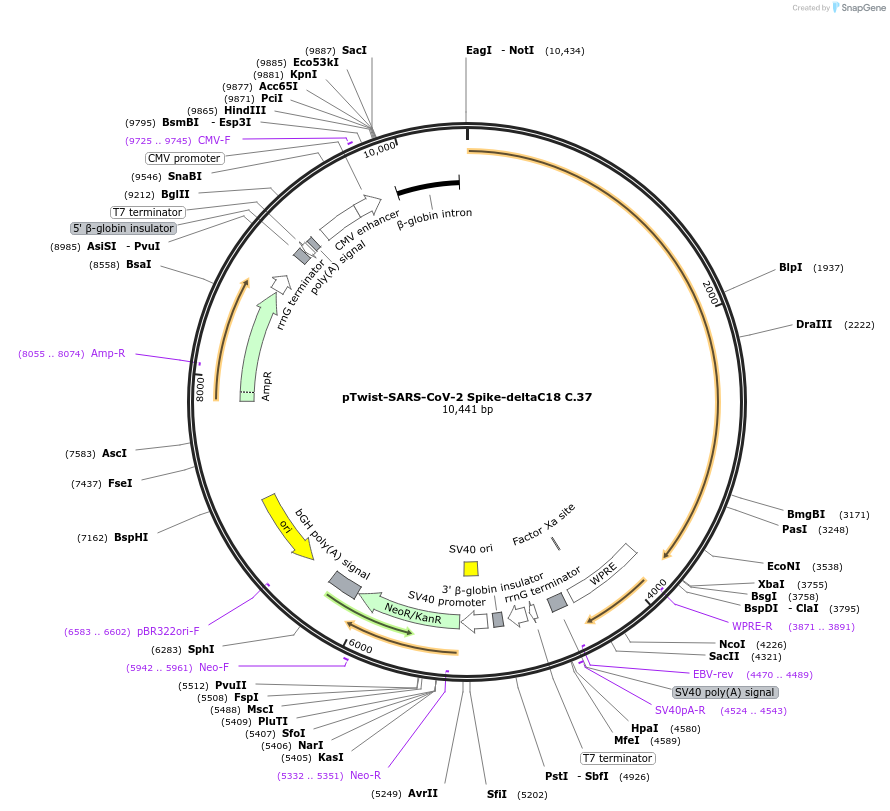 212448-plasmid-map-sequence-id-432781