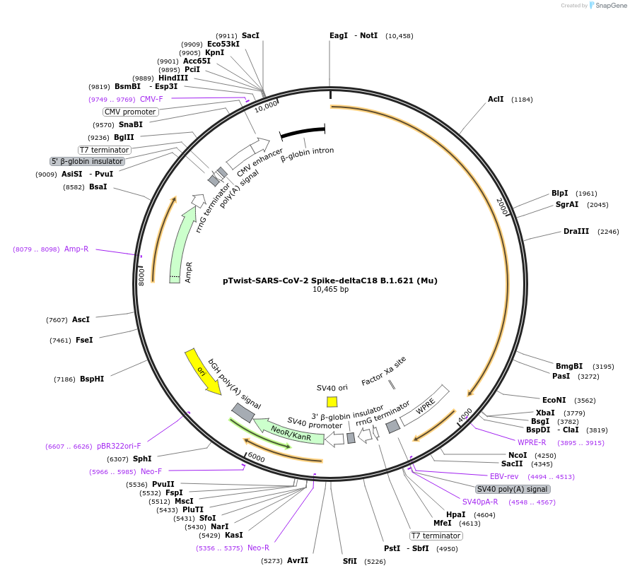 212452-plasmid-map-sequence-id-432785