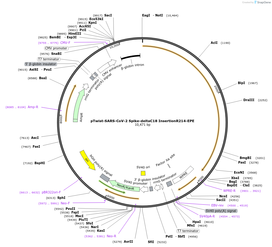 212461-plasmid-map-sequence-id-432790