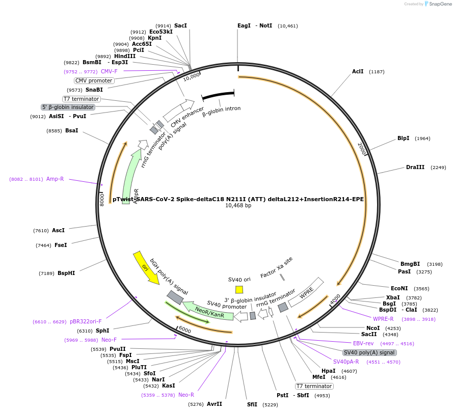 212462-plasmid-map-sequence-id-432791