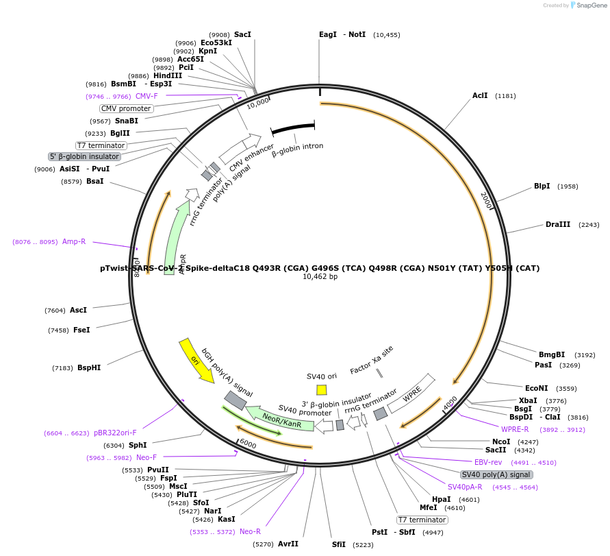 212477-plasmid-map-sequence-id-432802