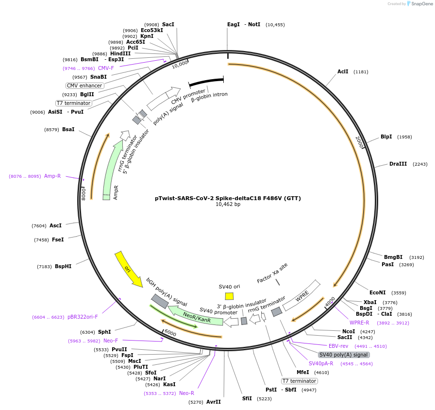 212501-plasmid-map-sequence-id-432819