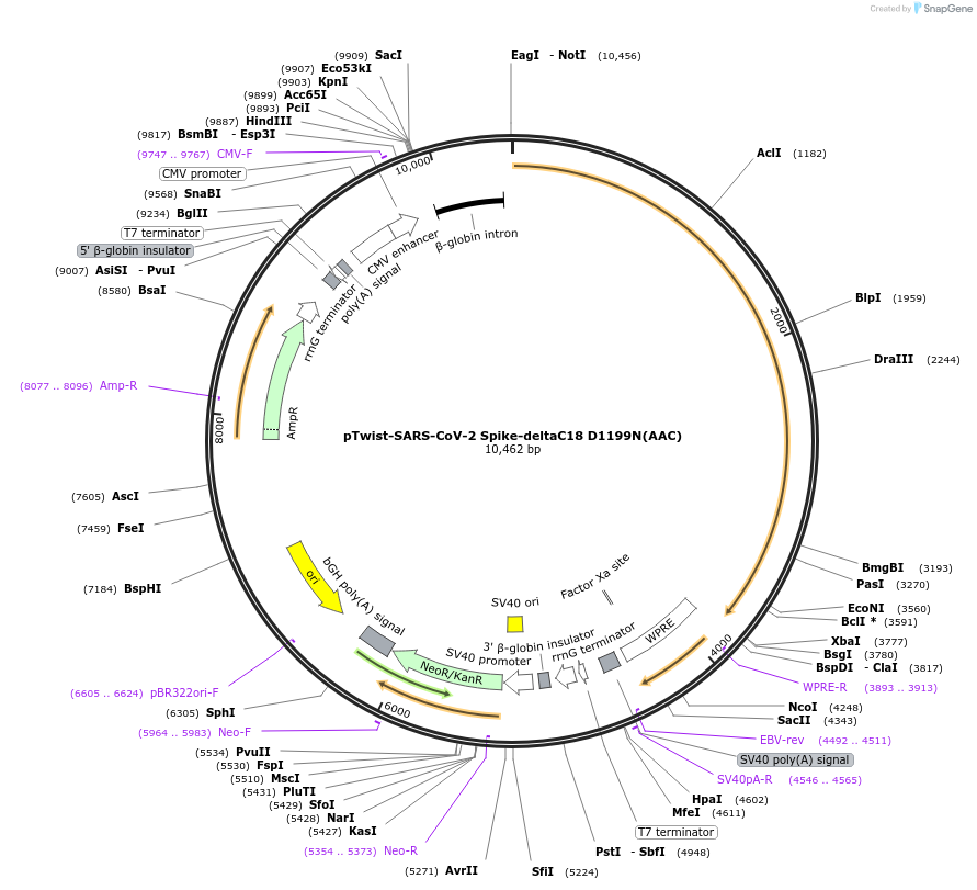 212513-plasmid-map-sequence-id-432828