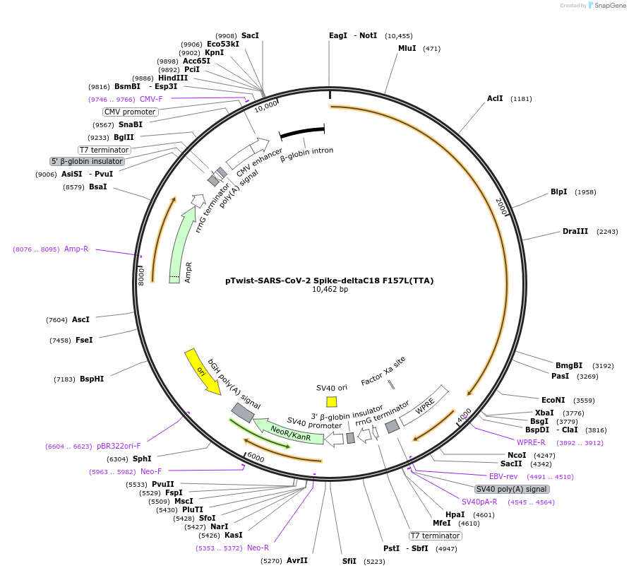 212515-plasmid-map-sequence-id-432830