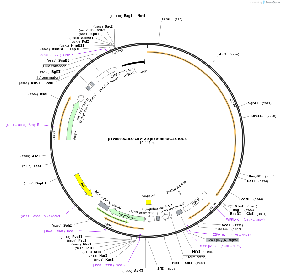 212519-plasmid-map-sequence-id-432834