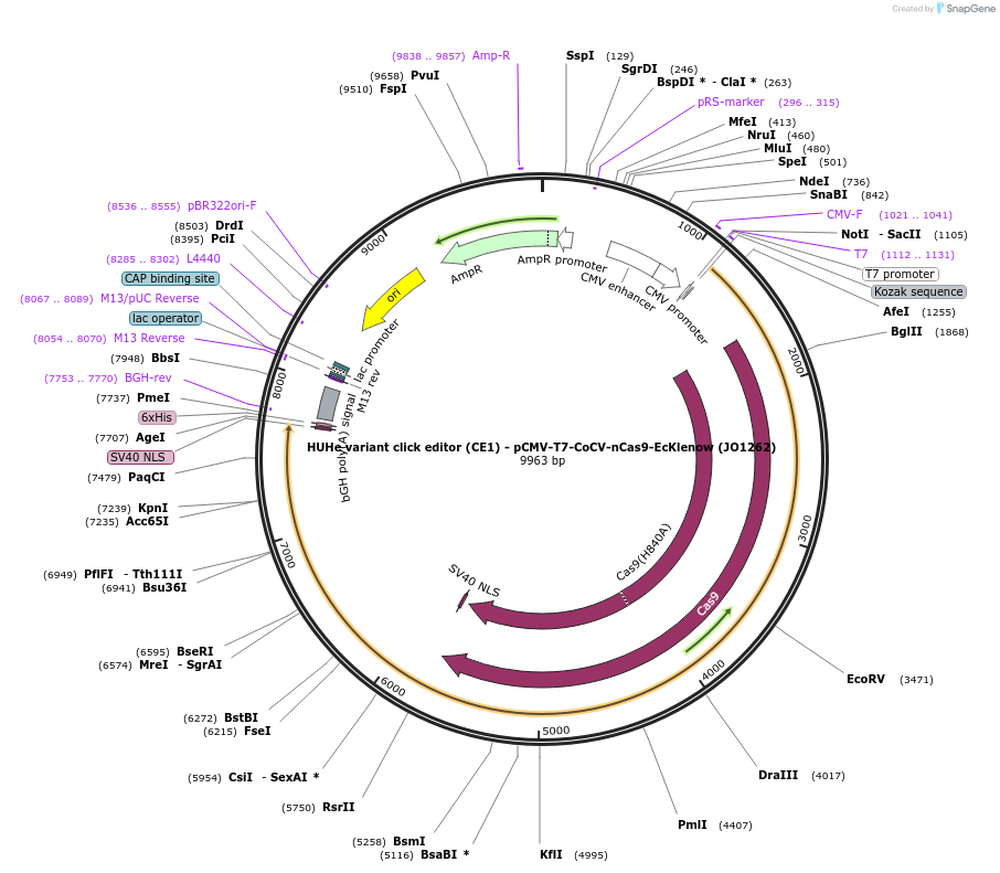 217786-plasmid-map-sequence-id-432849