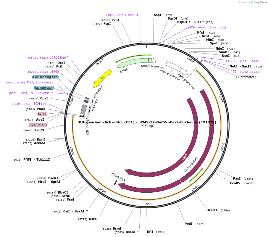 217788-plasmid-map-sequence-id-432851
