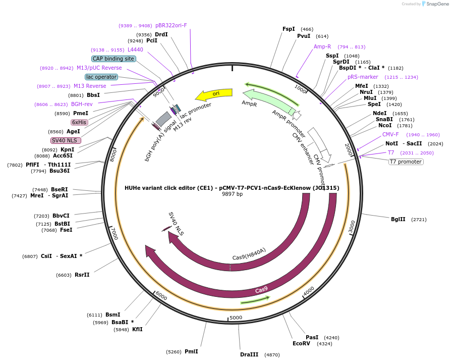 217789-plasmid-map-sequence-id-432852