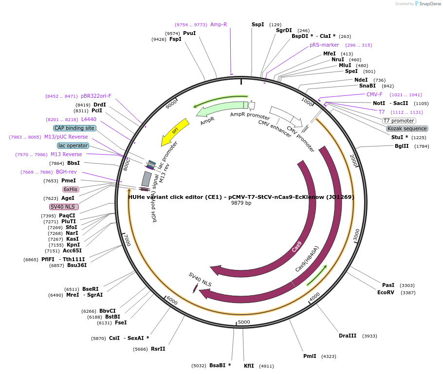 217790-plasmid-map-sequence-id-432853