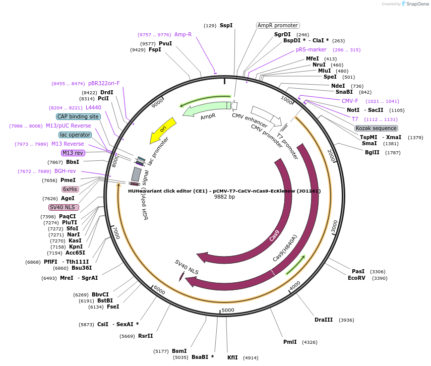 217791-plasmid-map-sequence-id-432854