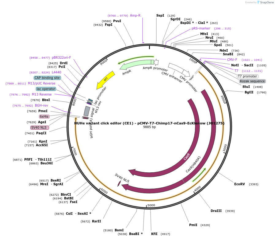 217792-plasmid-map-sequence-id-432856