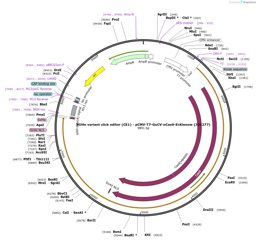 217793-plasmid-map-sequence-id-432858