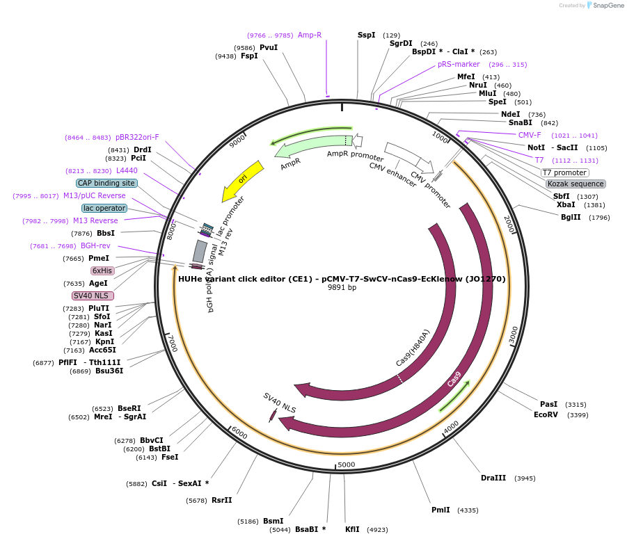217794-plasmid-map-sequence-id-432859