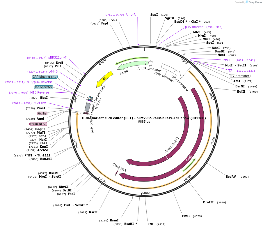 217795-plasmid-map-sequence-id-432862