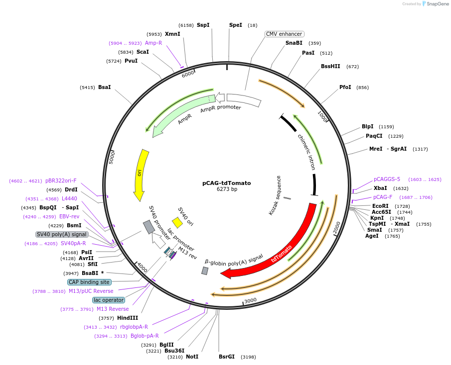 83029-plasmid-map-sequence-id-432868