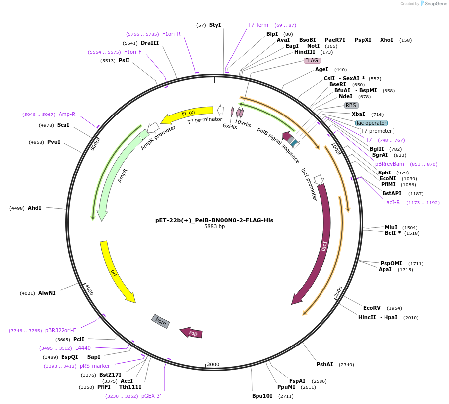 218045-plasmid-map-sequence-id-432879
