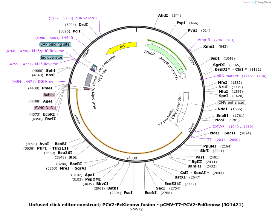 217804-plasmid-map-sequence-id-432897