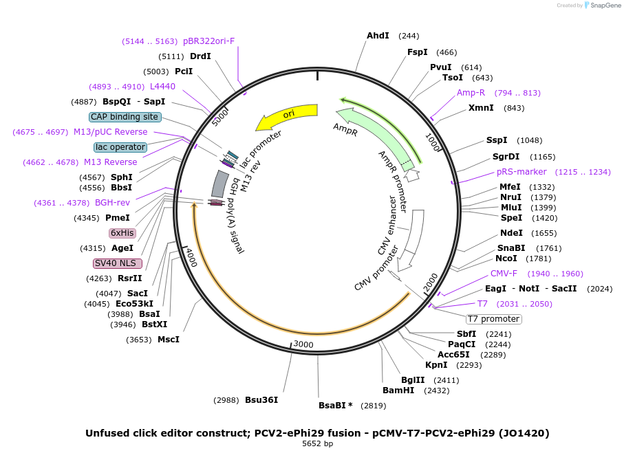217805-plasmid-map-sequence-id-432902