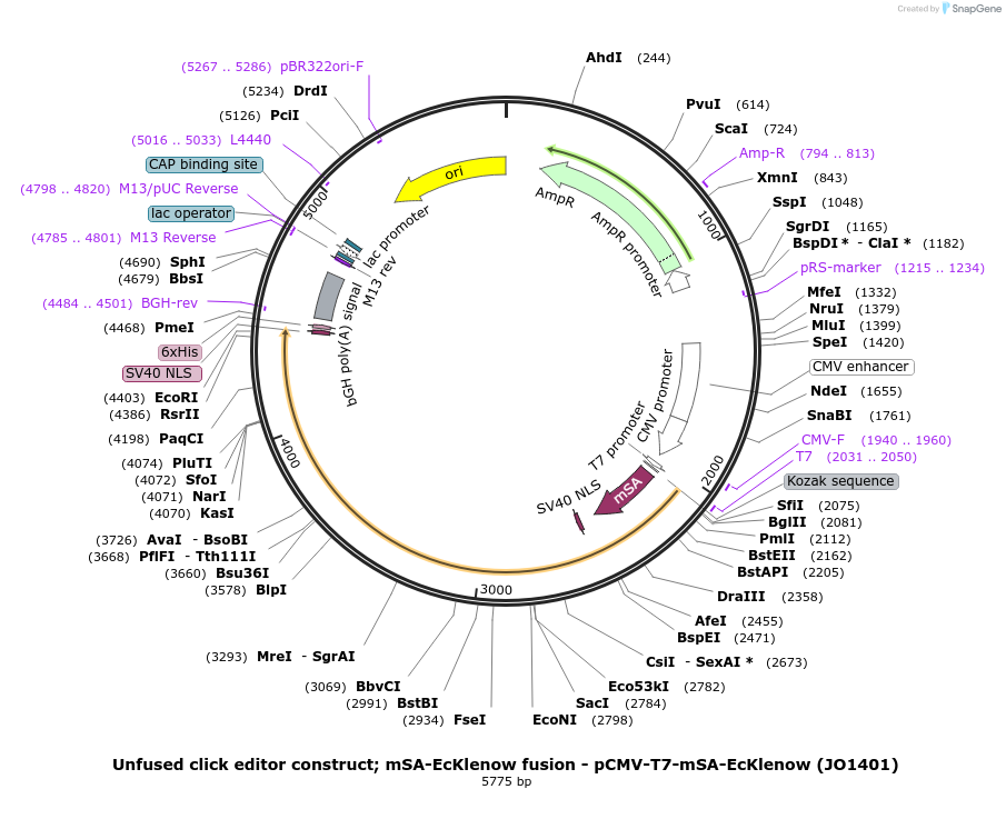 217806-plasmid-map-sequence-id-432904