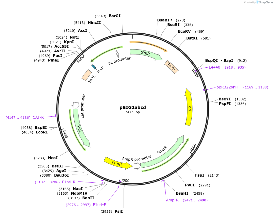 80618-plasmid-map-sequence-id-432912