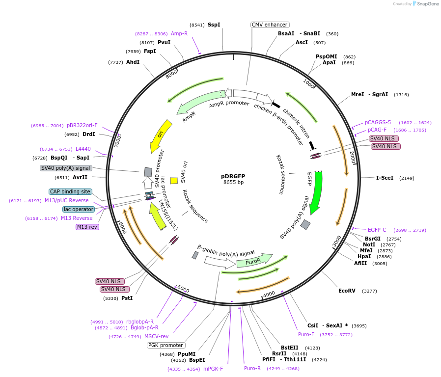26475-plasmid-map-sequence-id-432928