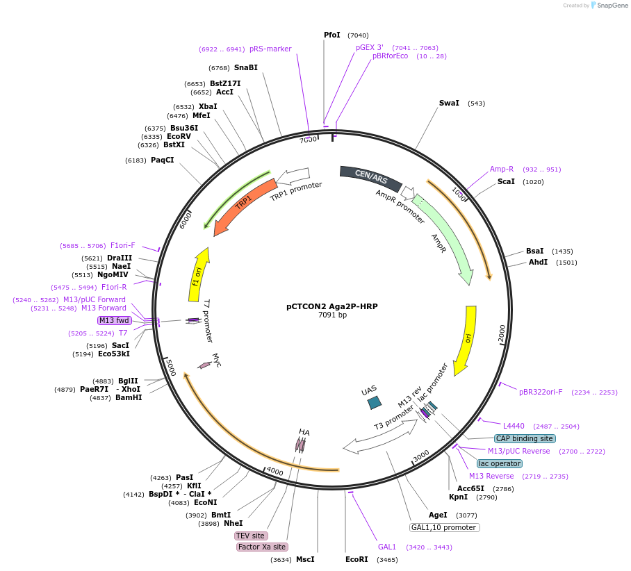 73152-plasmid-map-sequence-id-432934
