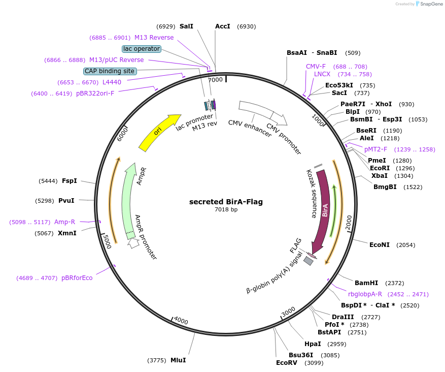 64395-plasmid-map-sequence-id-432940