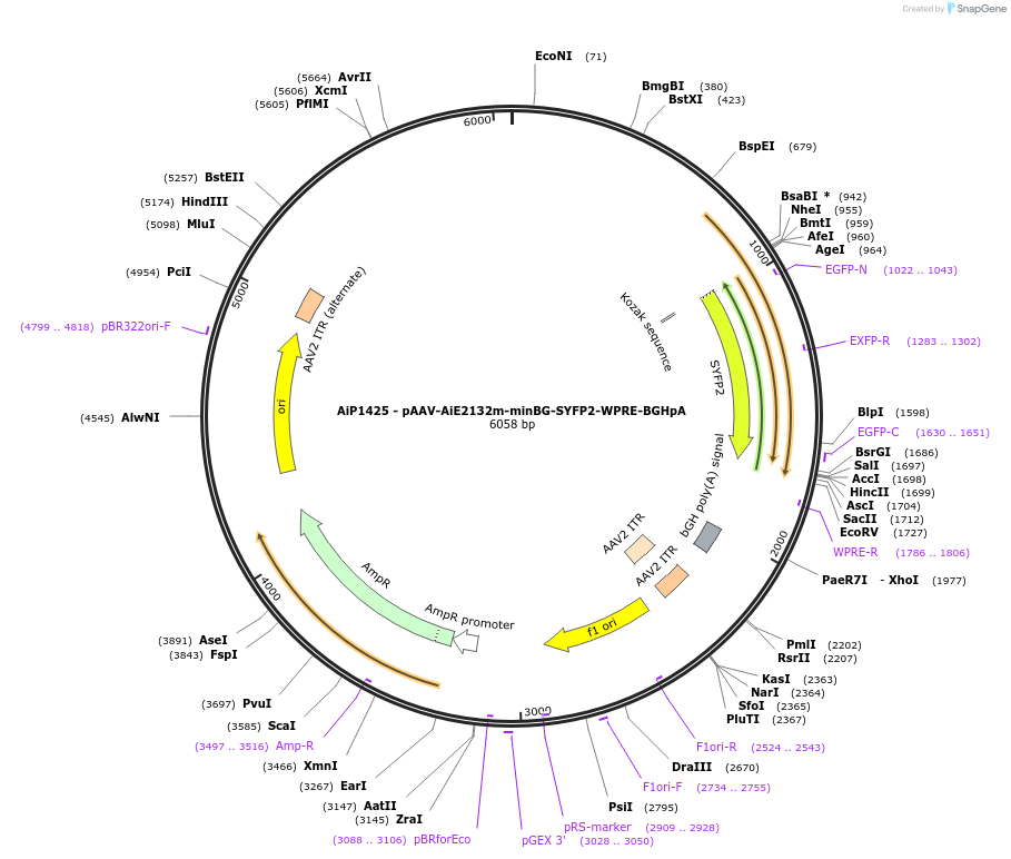 214495-plasmid-map-sequence-id-432945