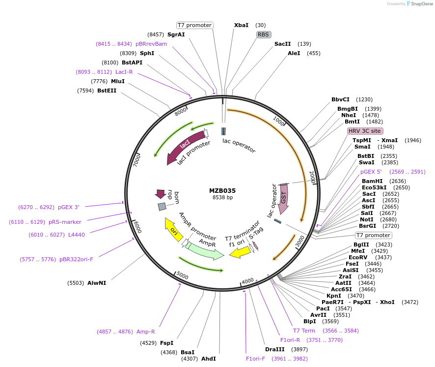 217834-plasmid-map-sequence-id-432989