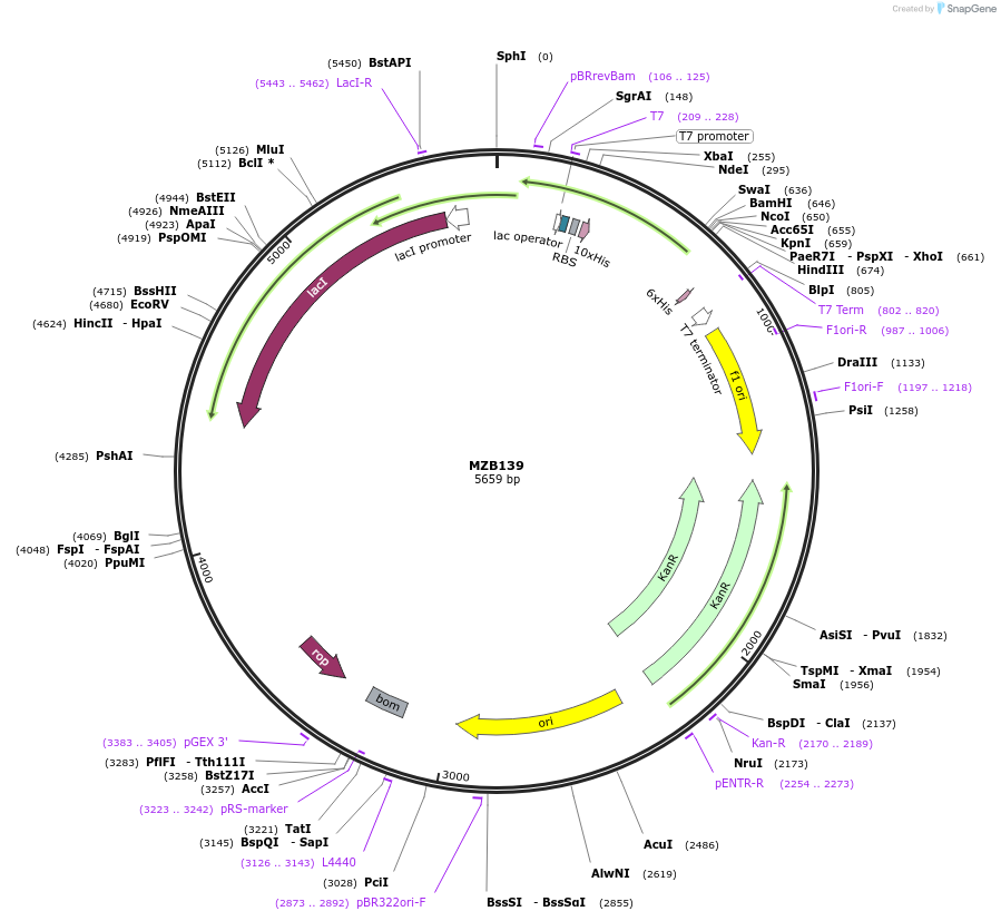 217838-plasmid-map-sequence-id-432993