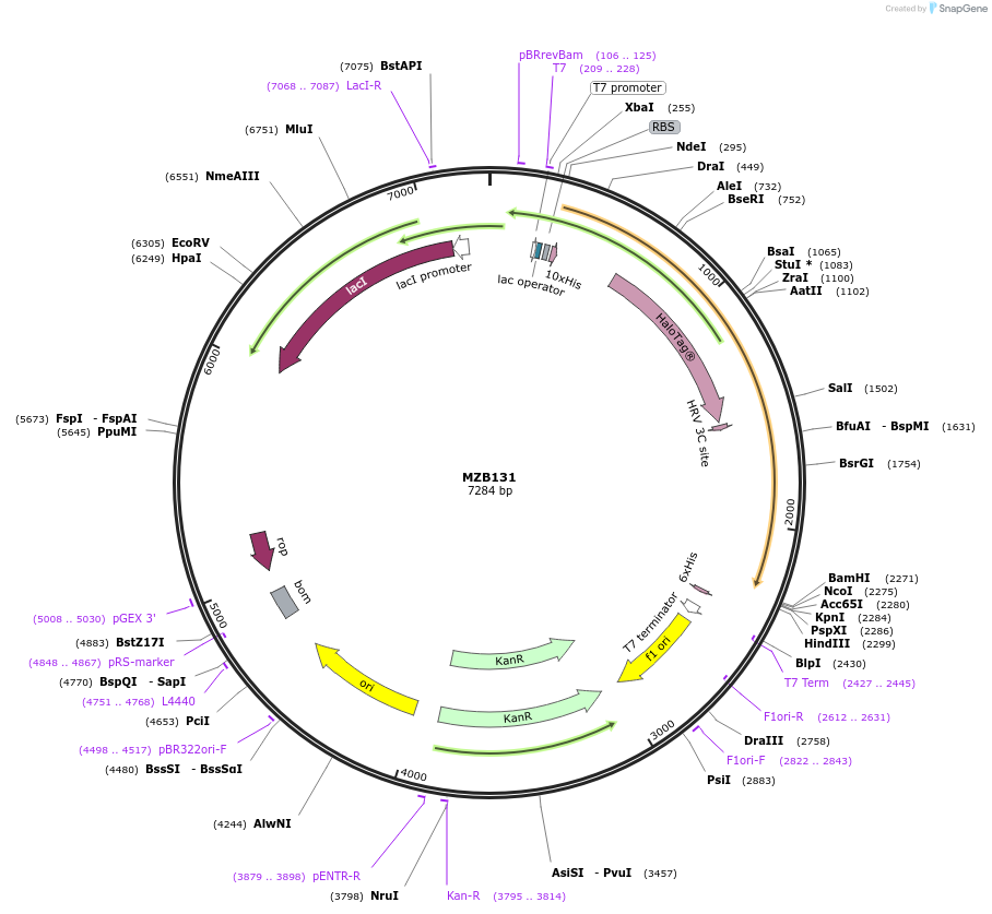 217839-plasmid-map-sequence-id-432995