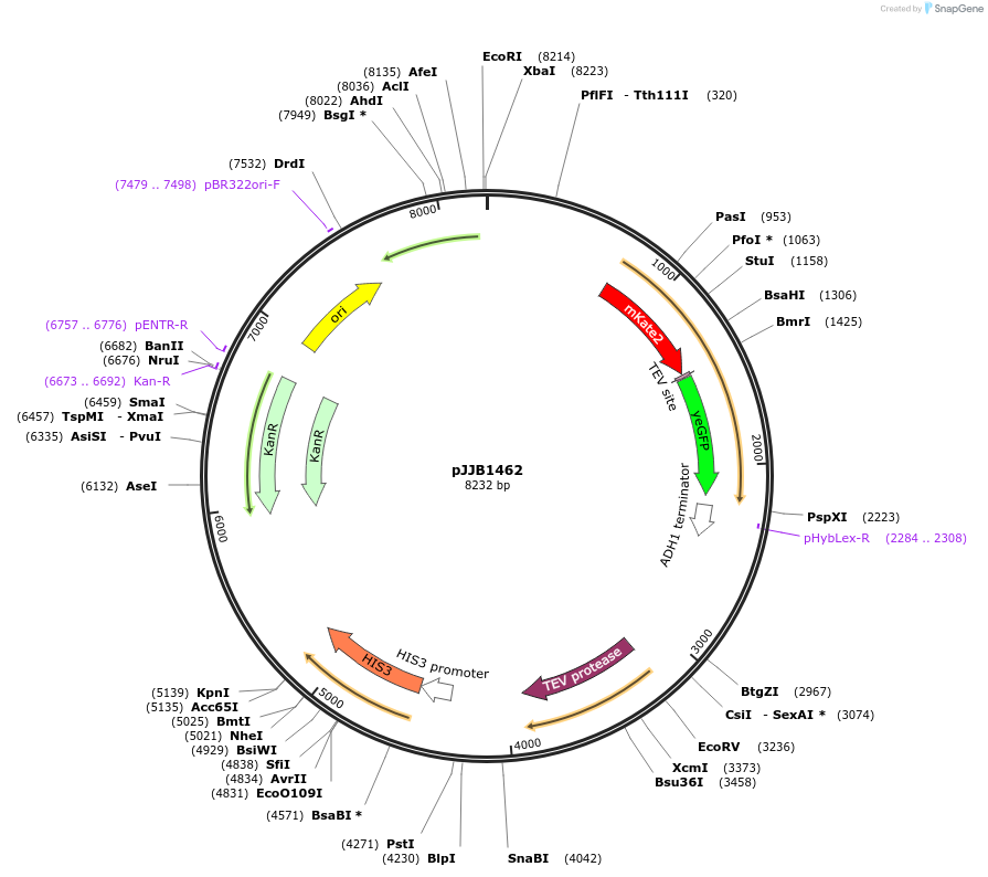 218623-plasmid-map-sequence-id-432996