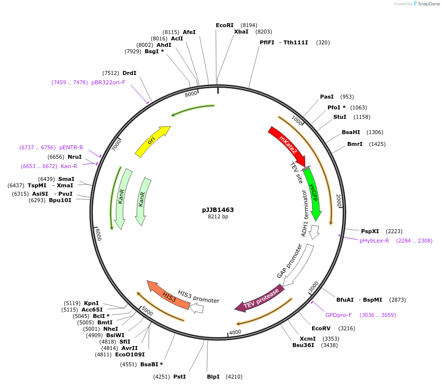 218624-plasmid-map-sequence-id-432999
