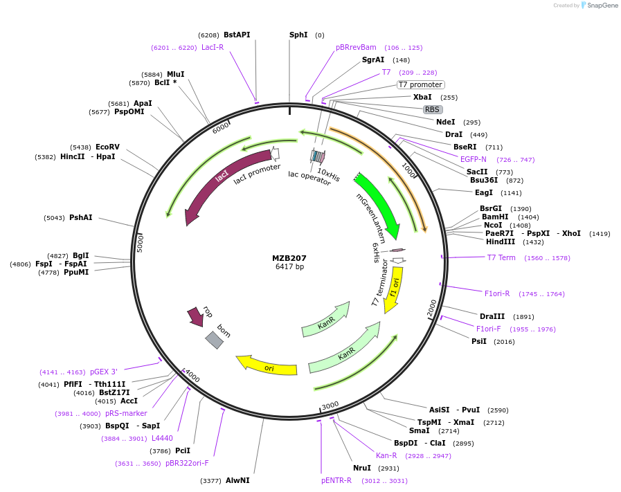 217843-plasmid-map-sequence-id-433002