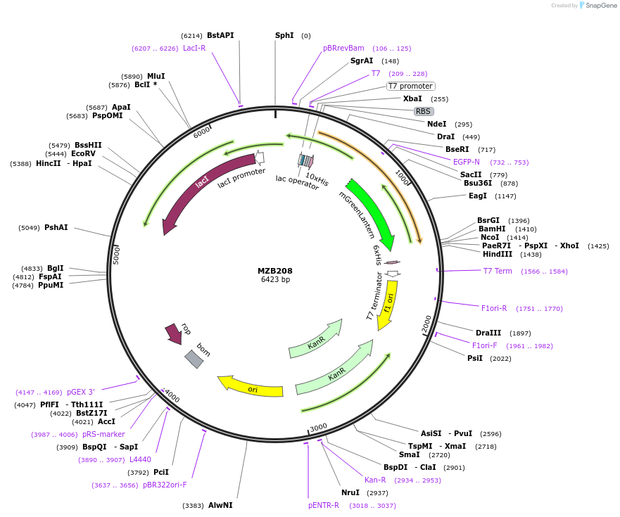 217844-plasmid-map-sequence-id-433004