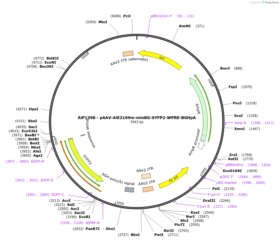 214489-plasmid-map-sequence-id-433019