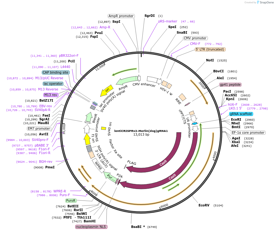 214823-plasmid-map-sequence-id-433026