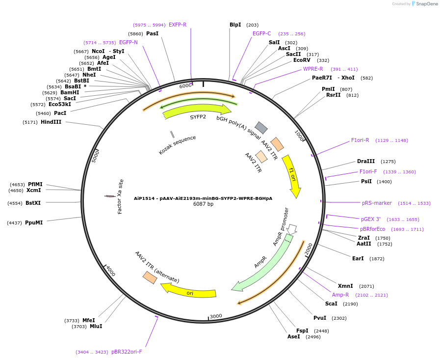 214504-plasmid-map-sequence-id-433030