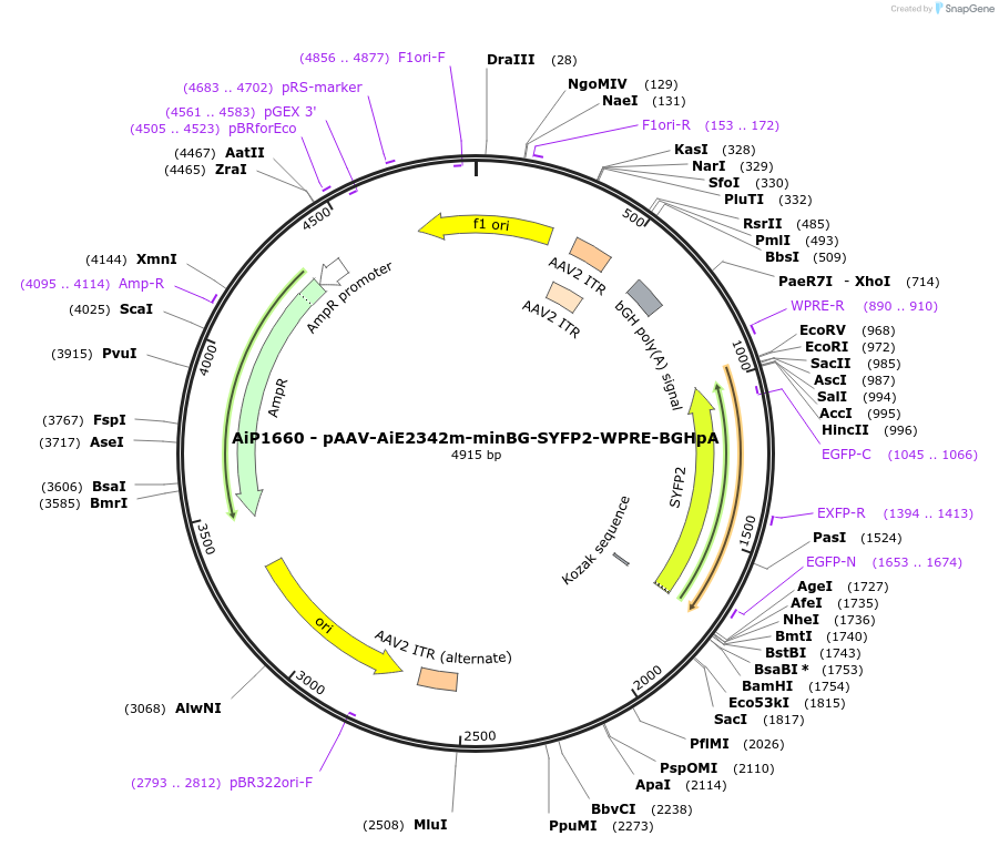 214510-plasmid-map-sequence-id-433035