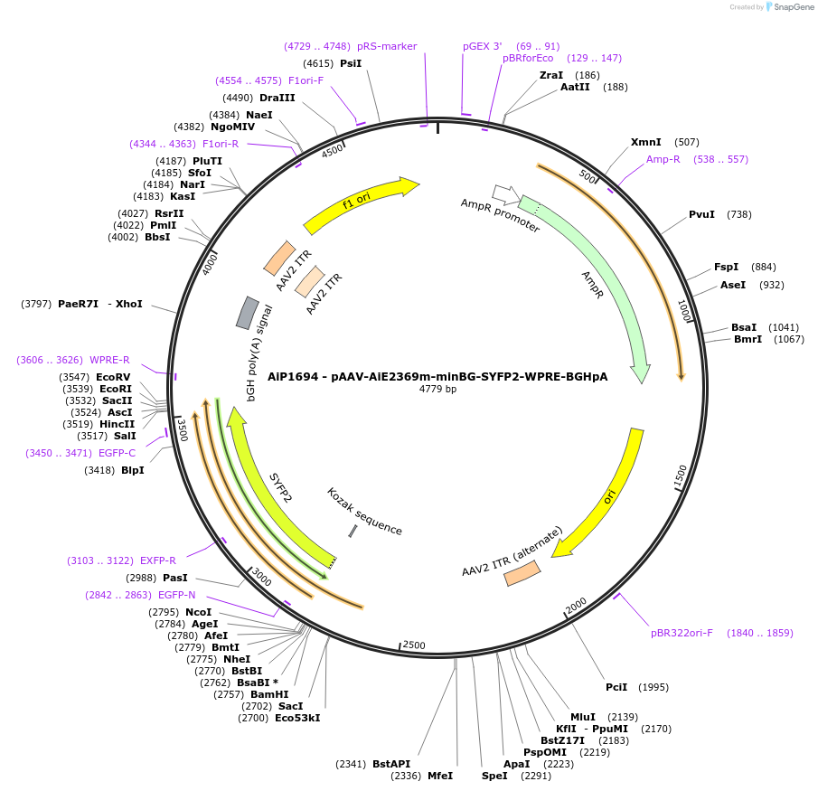 214519-plasmid-map-sequence-id-433040