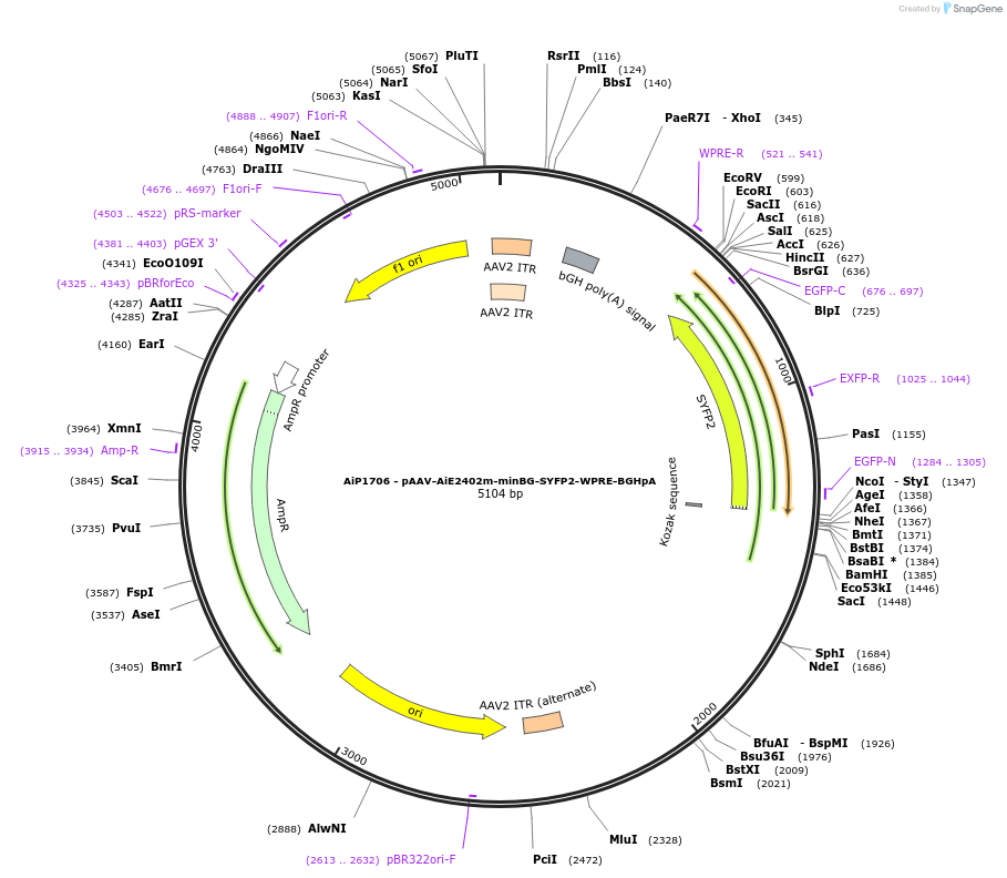 214522-plasmid-map-sequence-id-433041