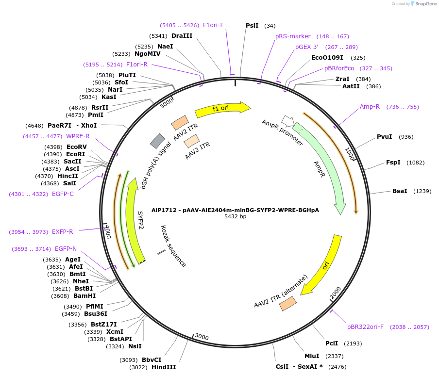214525-plasmid-map-sequence-id-433042