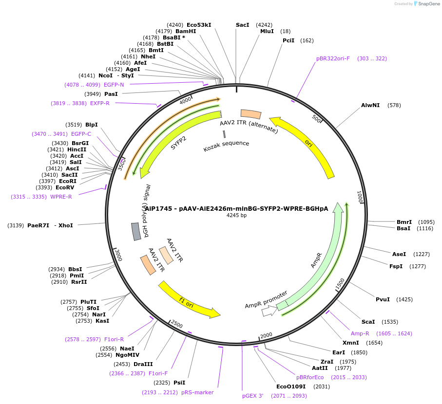 214535-plasmid-map-sequence-id-433047