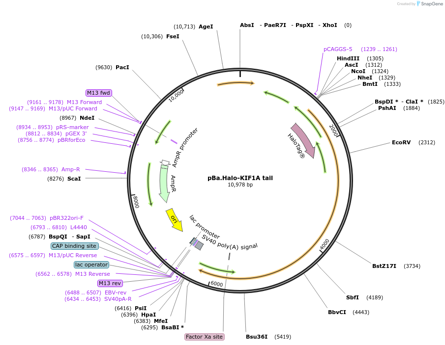 218800-plasmid-map-sequence-id-433051