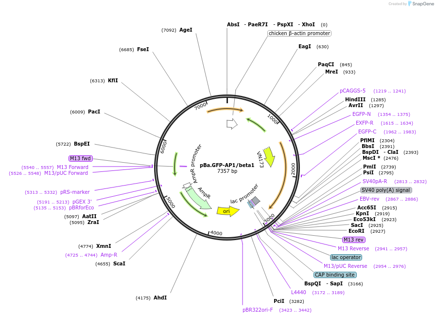 218802-plasmid-map-sequence-id-433054