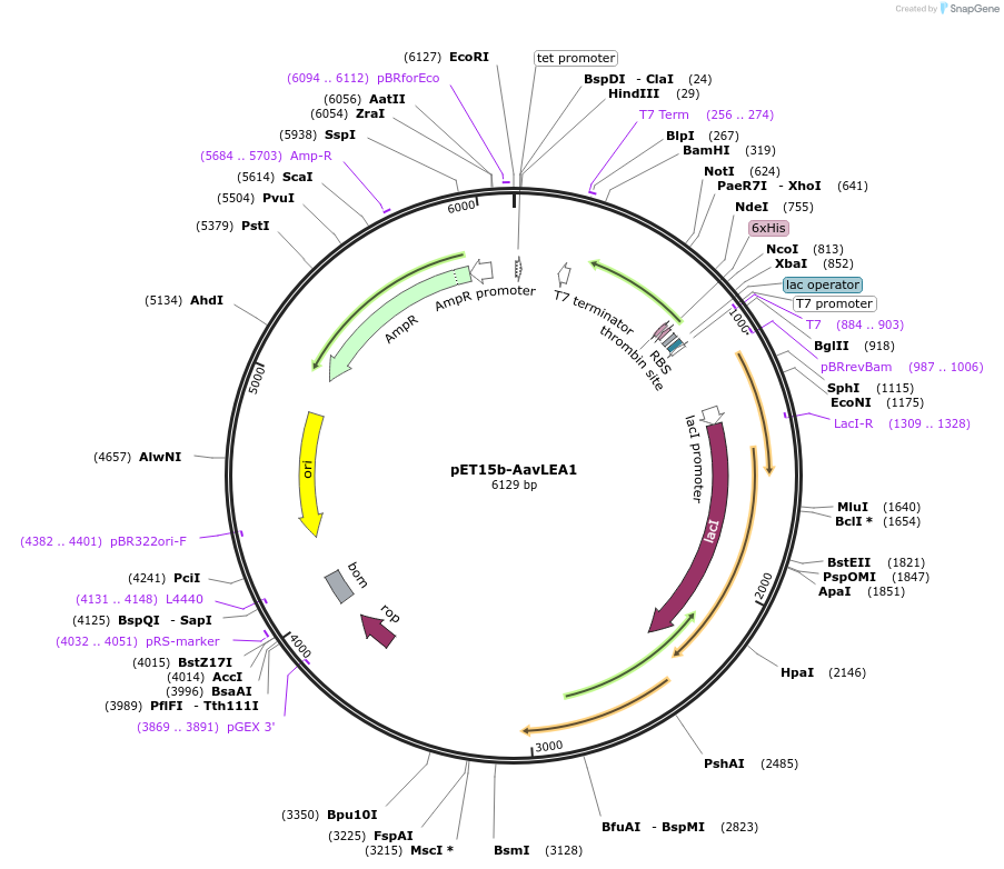 53093-plasmid-map-sequence-id-433100