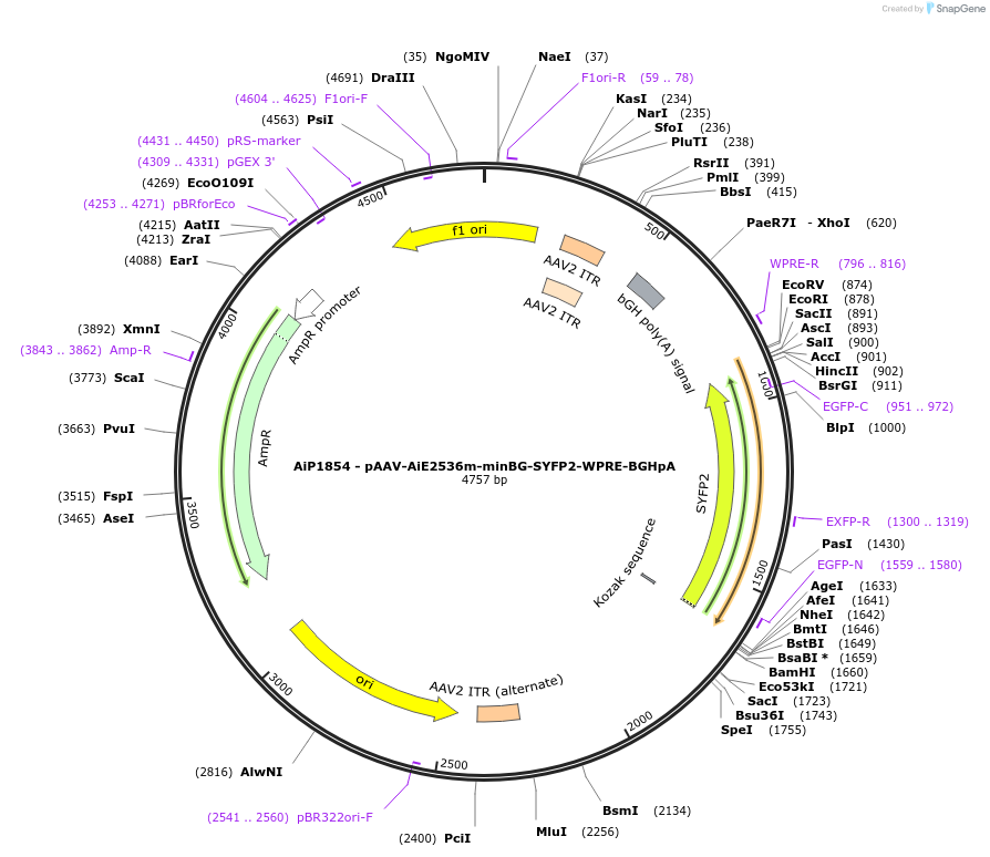 214556-plasmid-map-sequence-id-433108